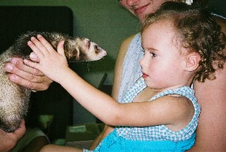 little girl with curly hair with ferret